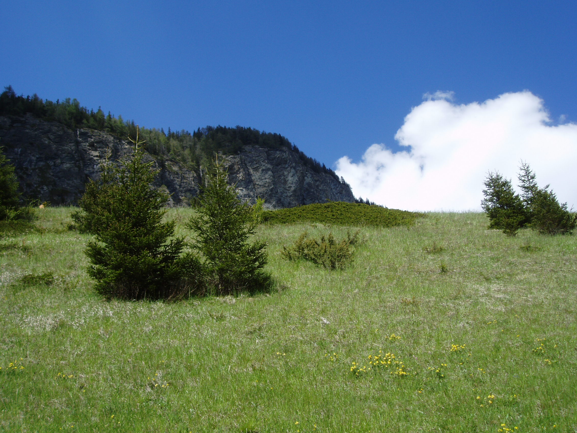 Juniperus sabina Steinach08.JPG