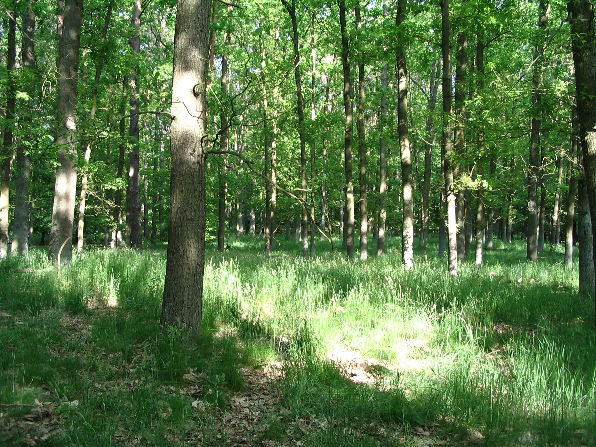 Lebensräume - Wald-2.jpg