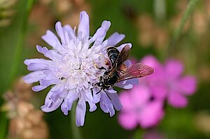 csm_DSCF0736_2021_Andrena-hattorfiana_Serfaus__2_sm_4d2aa9ac8b