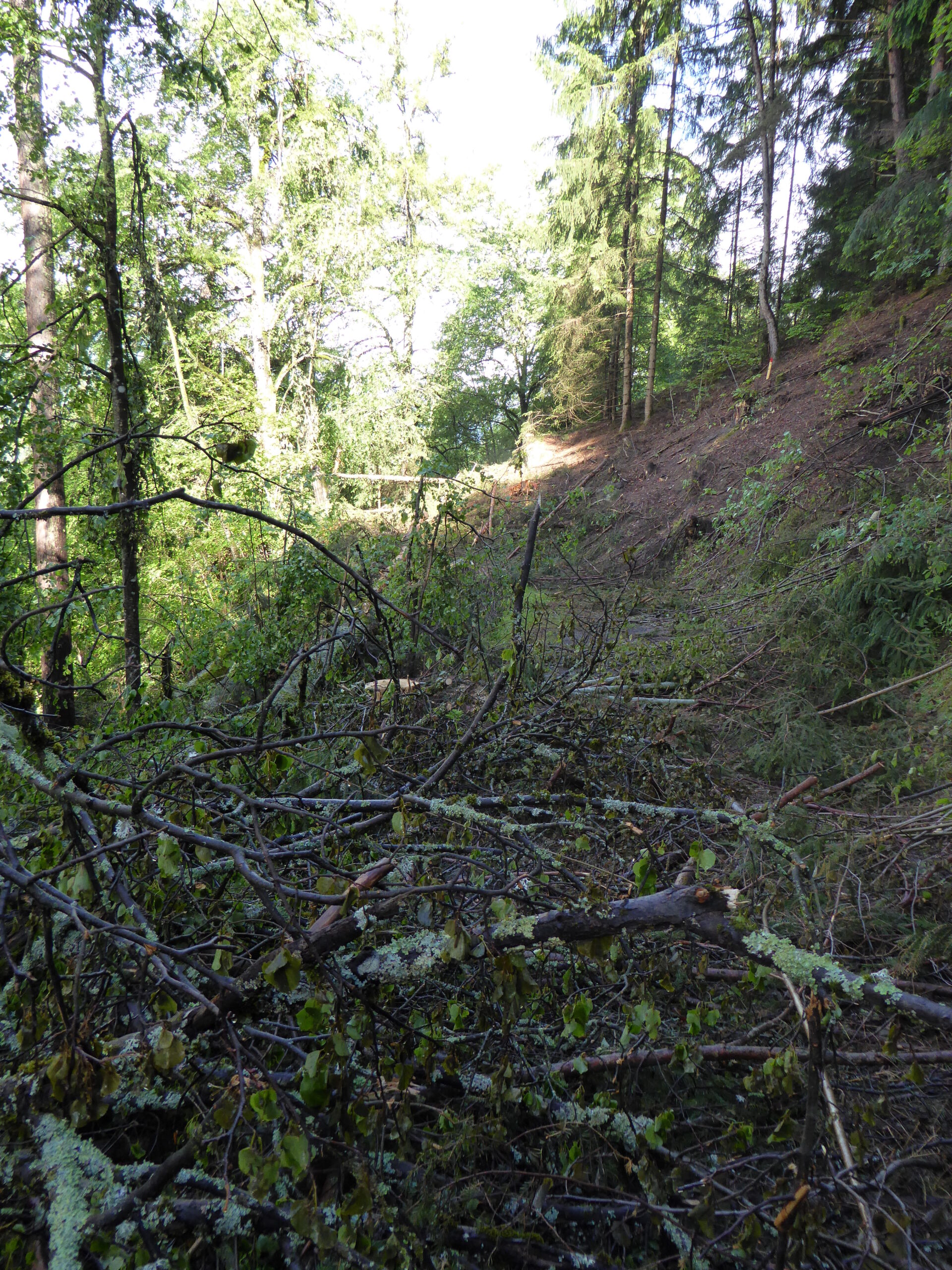 Hungerbichlweg Ötz, Forstweg  am 31.05.2016-4.jpg