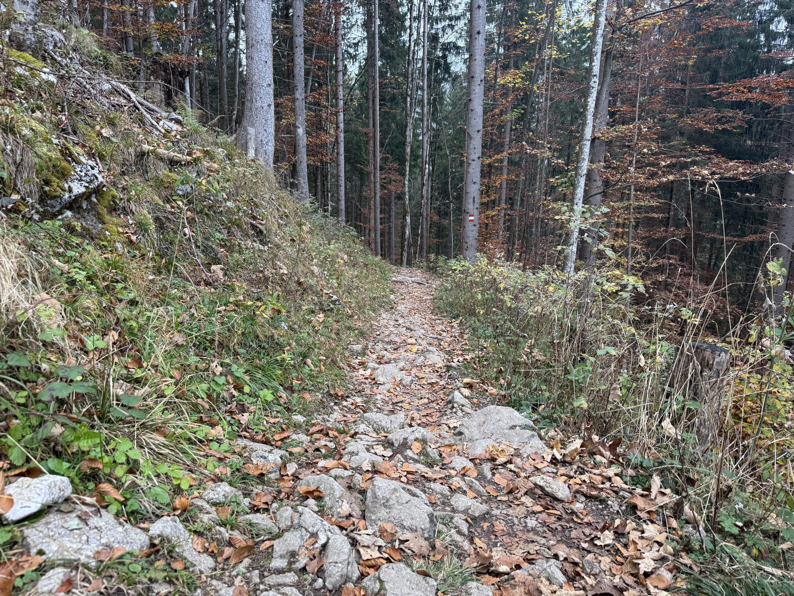 Feilalm_Sommerweg